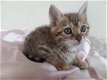 Bengaalse Cross Maine Coon kittens te koop. - 1 - Thumbnail