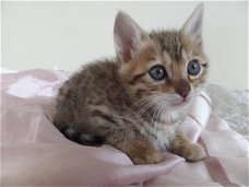 Bengaalse Cross Maine Coon kittens te koop.