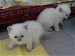 Leuke Munckins Kittens te koop - 1 - Thumbnail