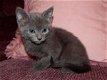 Russische blauwe kittens - 1 - Thumbnail