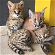 Awesome exotische savanne, servals en caracal kittens - 1 - Thumbnail