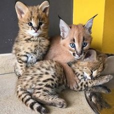 Awesome exotische savanne, servals en caracal kittens