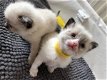 Mooie Ragdoll Kittens Bicolour en Seal-mitted - 1 - Thumbnail