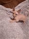 schattige Sphynx-kittens voor nieuwe huizen - 1 - Thumbnail
