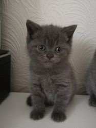 British Shorthair Gccf British Shorthair Gccf kittens - 1