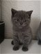 British Shorthair Gccf British Shorthair Gccf kittens - 1 - Thumbnail