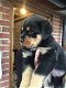 Geregistreerde Rottweiler-puppy's - 1 - Thumbnail