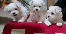 Verbluffende kwaliteit / kc reg Ras Standaard Maltese puppy's