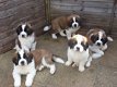 Verbluffende Sint Bernard-puppy's - 1 - Thumbnail