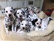 Dalmatische puppy's beschikbaar - 1 - Thumbnail