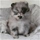 Pommeren puppy's - 1 - Thumbnail