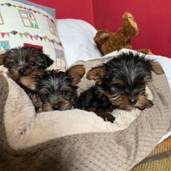 Yorkie puppies te koop - 1