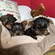 Yorkie puppies te koop - 1 - Thumbnail