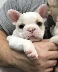 Home Opgeheven / Zindelijkheidstraining AKC Franse Bulldog-puppy's beschikbaar voor verkoop - 1