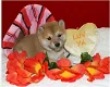Schitterende Shiba Inu-puppy's, 1 reu en 1 teef, geregistreerd bij AKC - 1 - Thumbnail