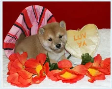 Schitterende Shiba Inu-puppy's, 1 reu en 1 teef, geregistreerd bij AKC