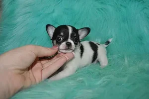 ﻿T-cup chihuahua-puppy's - 1