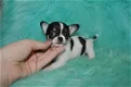 ﻿T-cup chihuahua-puppy's - 1 - Thumbnail