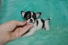 ﻿T-cup chihuahua-puppy's