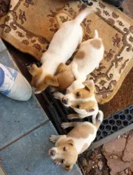 Jack Russells-puppy's