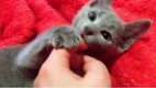 Russische kittens van topkwaliteit - 1 - Thumbnail