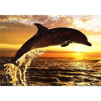 Jumping Dolphin kaarten bij Stichting Superwens! - 1