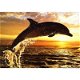 Jumping Dolphin kaarten bij Stichting Superwens! - 1 - Thumbnail