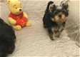 Yorkie Puppies reuen en teven - 1 - Thumbnail