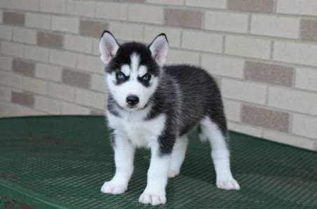 Siberische Husky Pups - 1