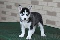 Siberische Husky Pups - 1 - Thumbnail
