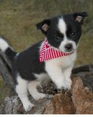 Chihuahua-puppy's - 1