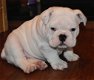 Engels Bulldog Puppy - 1 - Thumbnail