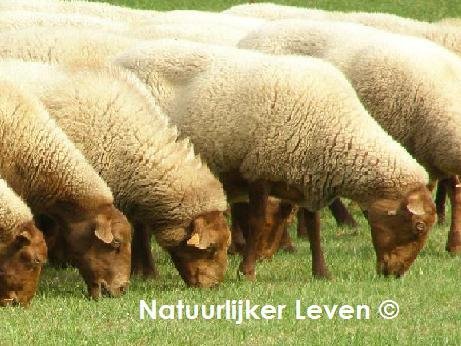Informatie over het houden en aanschaf van schapen - 1