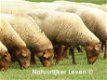 Informatie over het houden en aanschaf van schapen - 1 - Thumbnail
