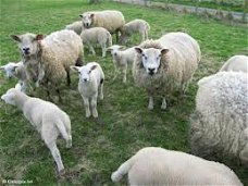 Informatie over de aanschaf en het houden van schapen