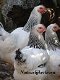 Gratis informatie over aanschaf van kippen. - 1 - Thumbnail