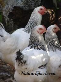 Gratis informatie over aanschaf van kippen.