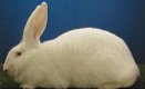 Schietmasker kleinvee (Speciaal voor slachtkonijnen) - 3 - Thumbnail