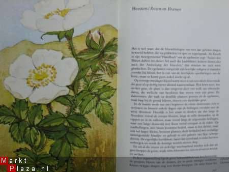 Omgang met Planten - Afbeelding 3