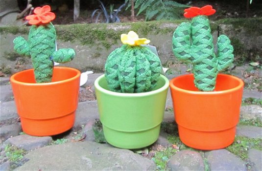 CACTUS - KLEIN - GEBREID - 1