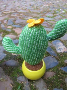 CACTUS - MIDDEL - GEBREID - 4