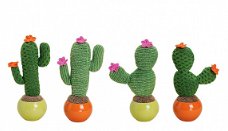 CACTUS - GROOT - GEBREID