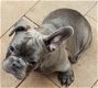 Blauwe franse bulldog pups - 2 - Thumbnail