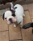Blauwe franse bulldog pups - 3 - Thumbnail