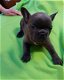 Blauwe franse bulldog pups - 4 - Thumbnail