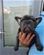 Blauwe franse bulldog pups - 5 - Thumbnail