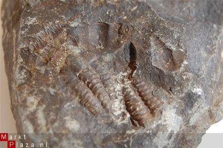 GRZ3570D1 #16 Devonian Trilobite Poland - 1