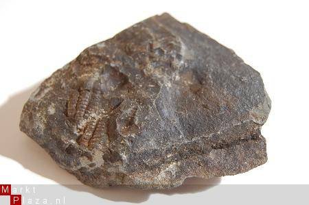 GRZ3570D1 #16 Devonian Trilobite Poland - 1