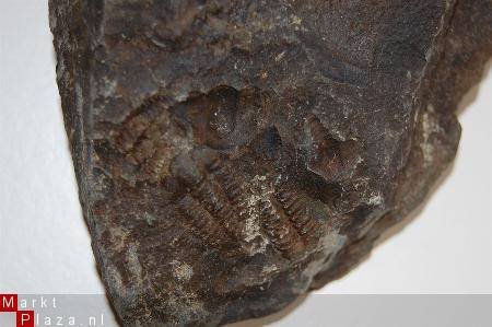 GRZ3570D1 #16 Devonian Trilobite Poland - 1