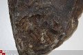 GRZ3570D1 #16 Devonian Trilobite Poland - 1 - Thumbnail